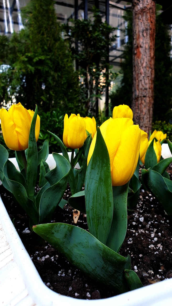 Flowers ?
