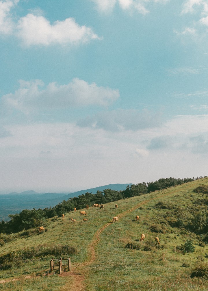 Jeju and cow