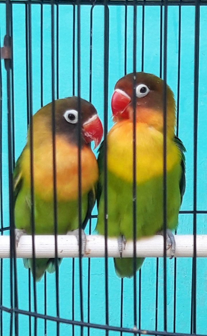 Lovebird