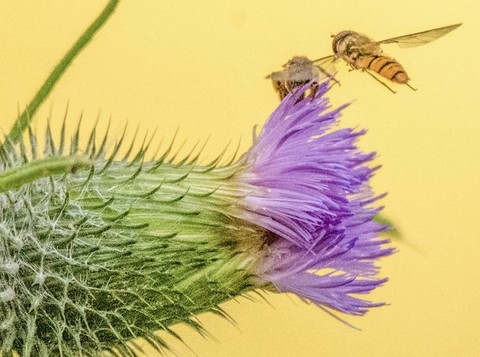 closeup, hymenopterans achtergronden