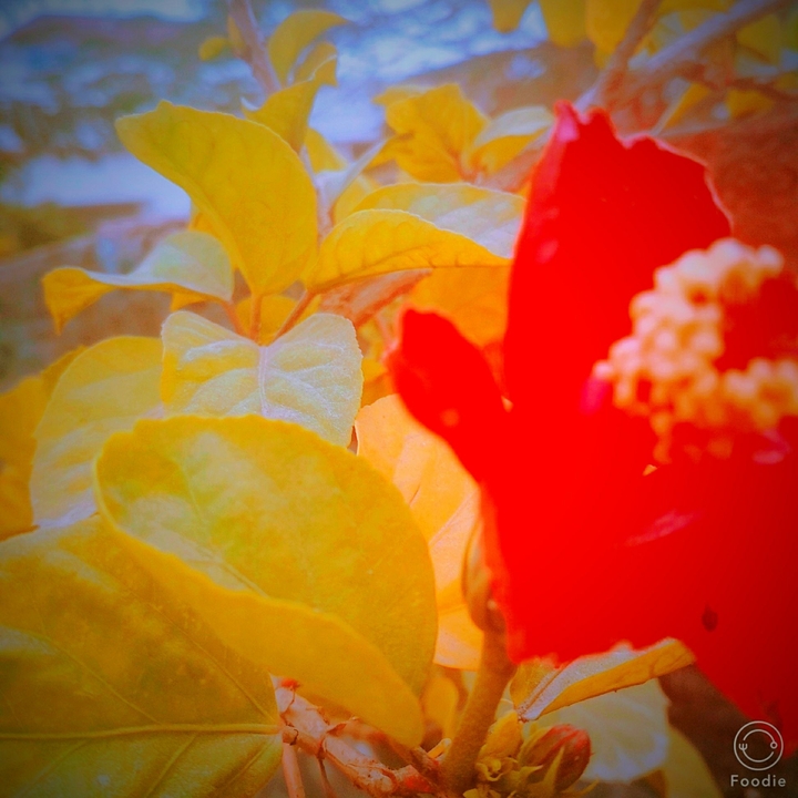 flower