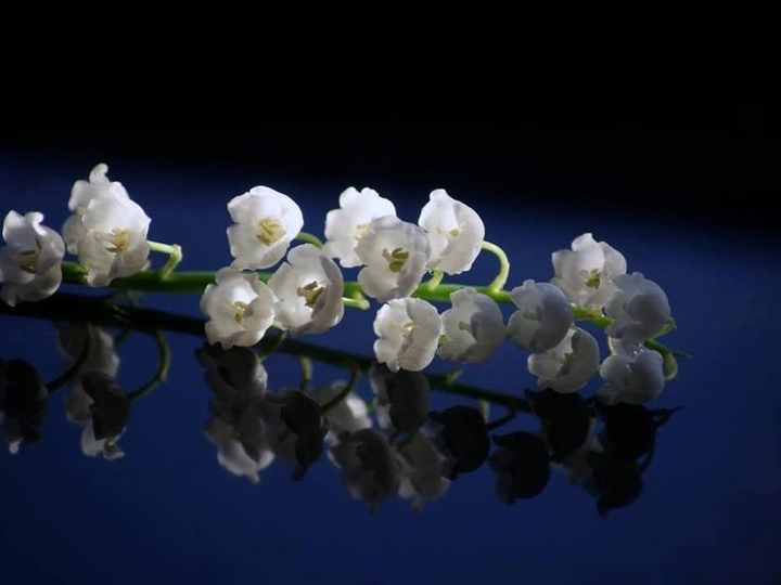 lily