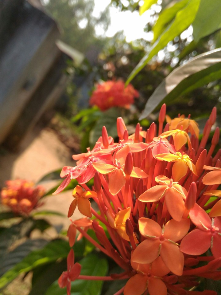 #indian_flowers #natural_clicks