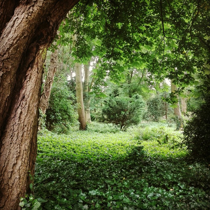 treeee