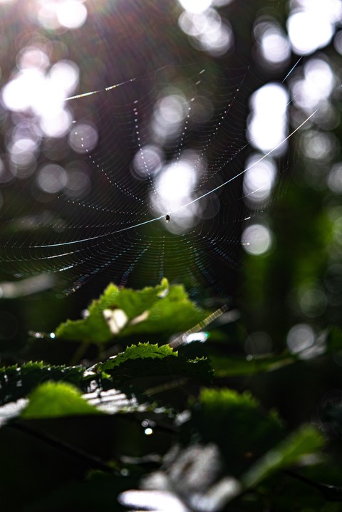 Spider Web