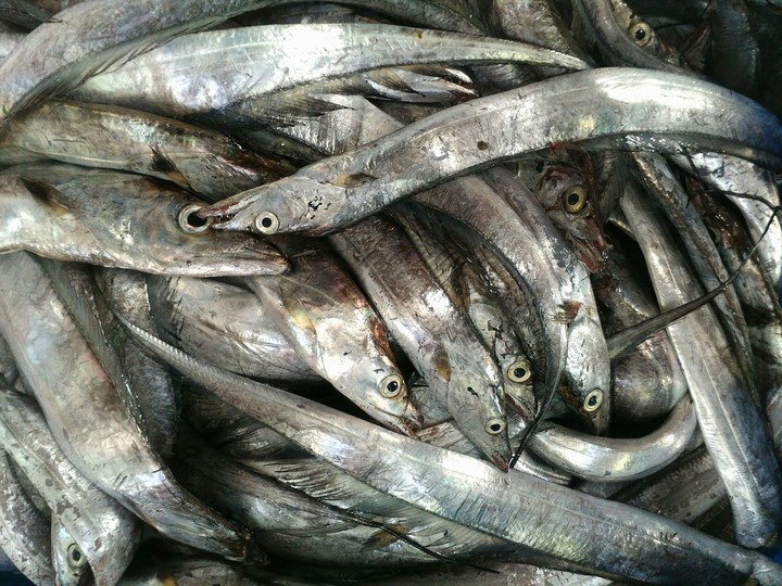 fishs