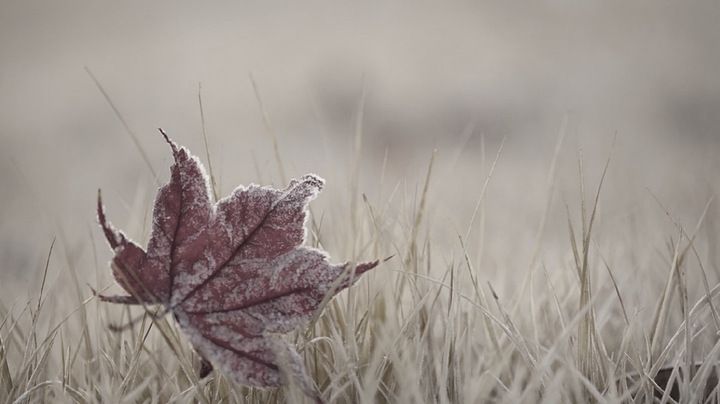 Maple Leaf