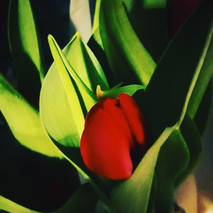 Tulipe botton