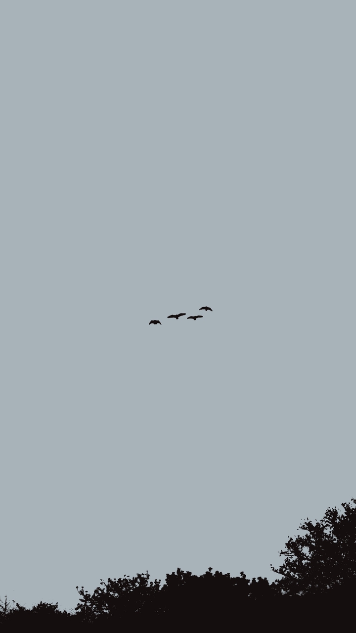 bird migration