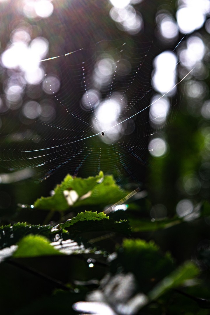 Spider Web