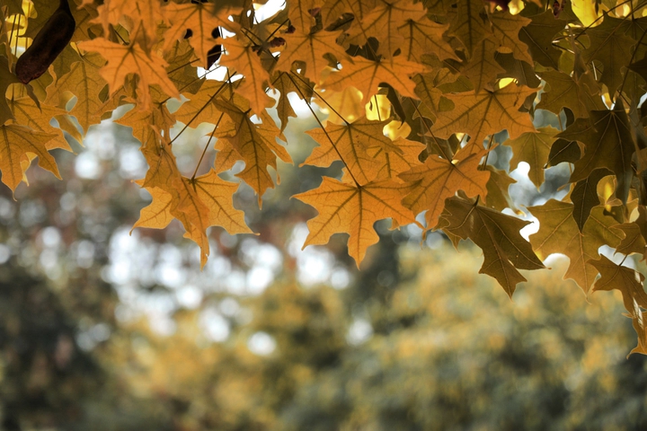 Autumn