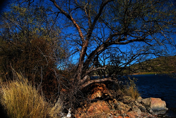 Lake tree