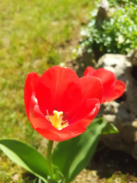 tulip