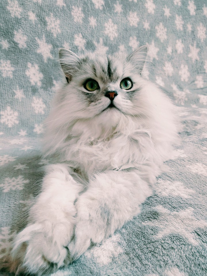 fluffy