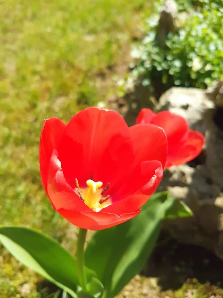 tulip