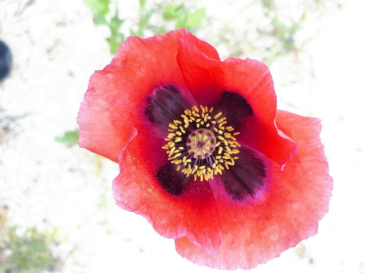 Fiore