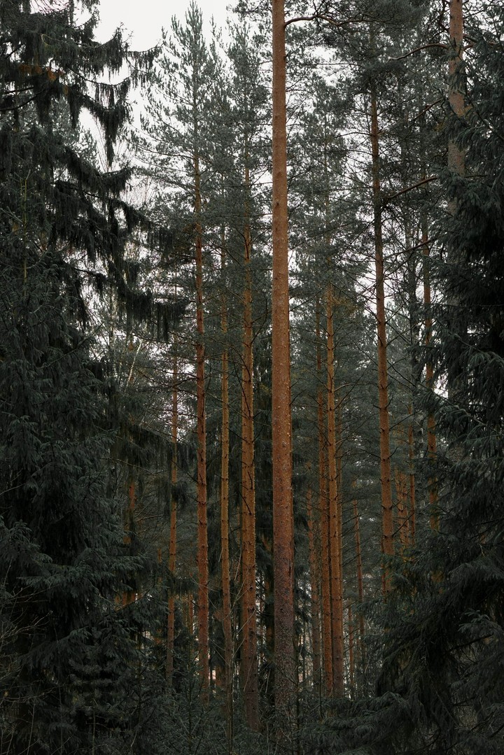 Forest