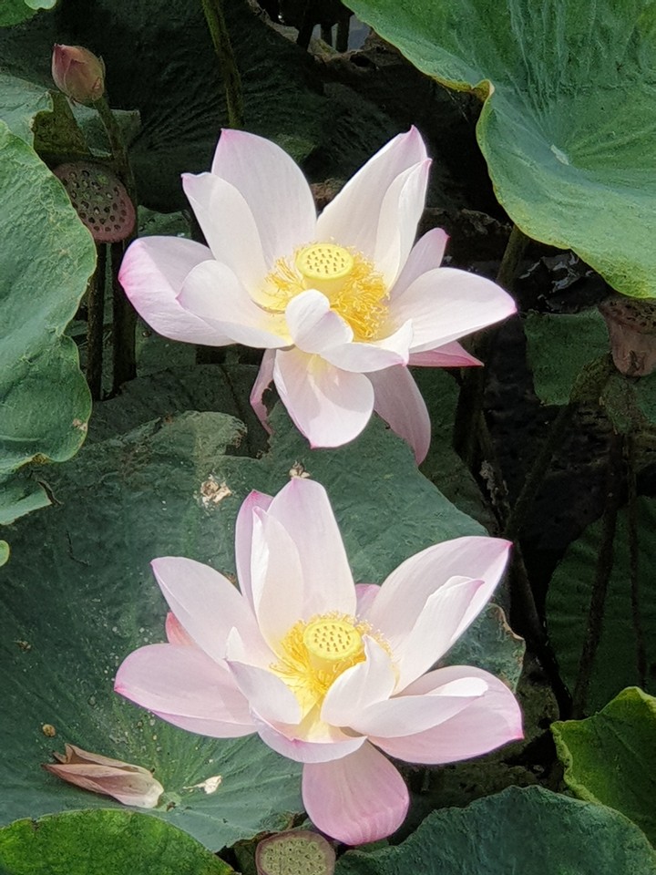 清新