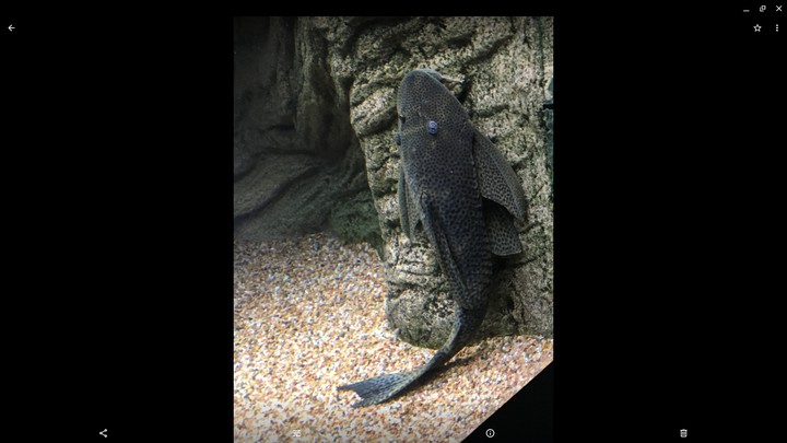 BIG FISHY