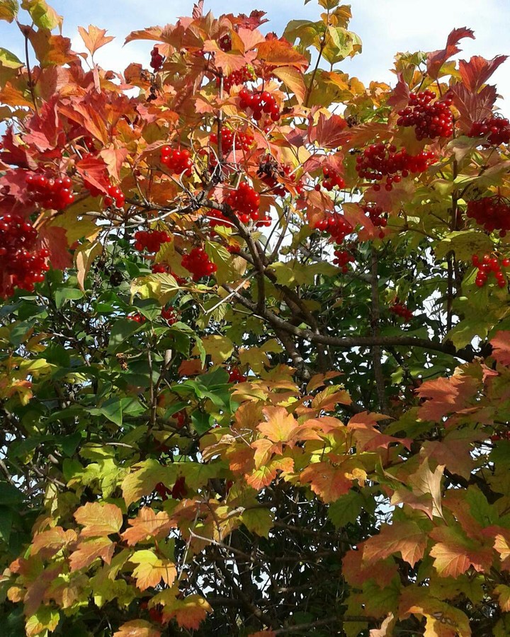 Autumm
