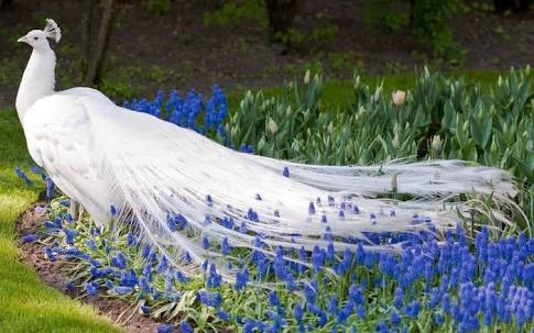 white peacock
