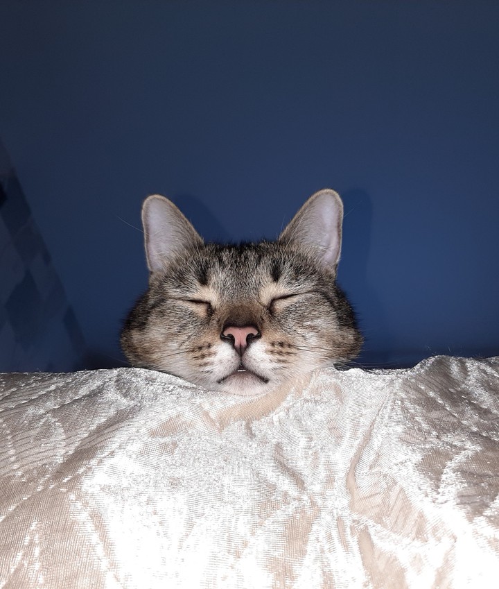 кот