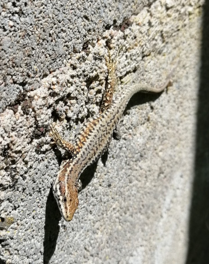 Lézard