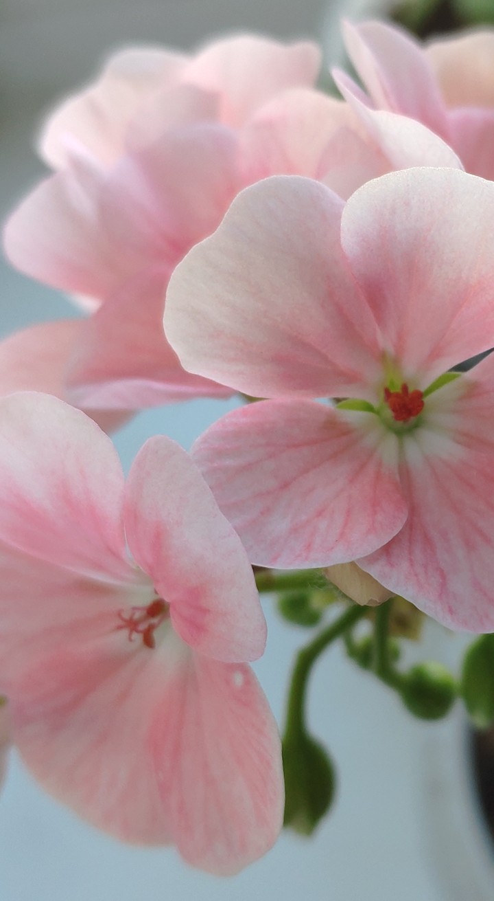 pink flower light