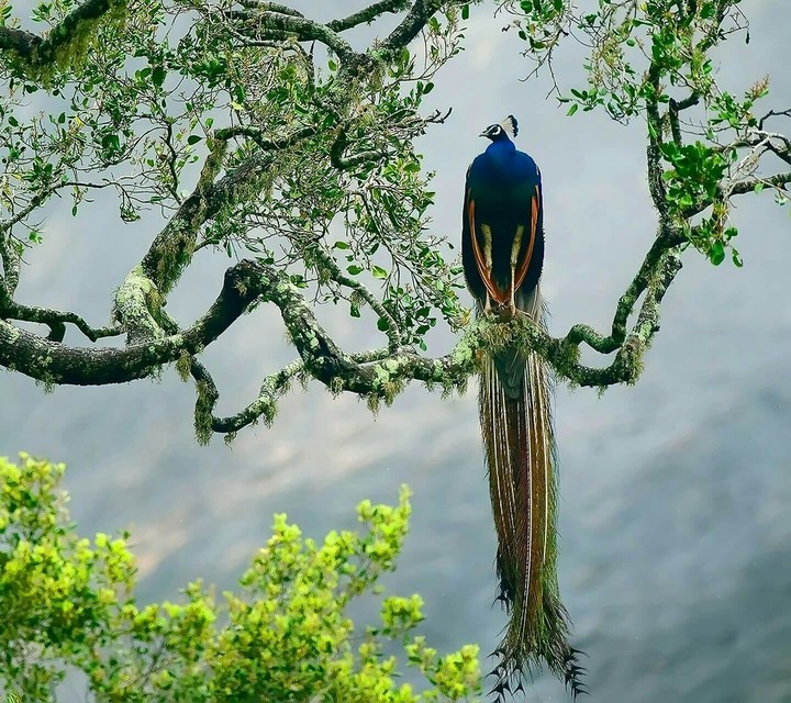 peacock