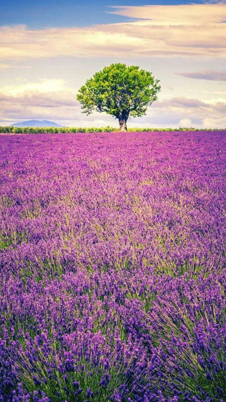 Lavender flowers