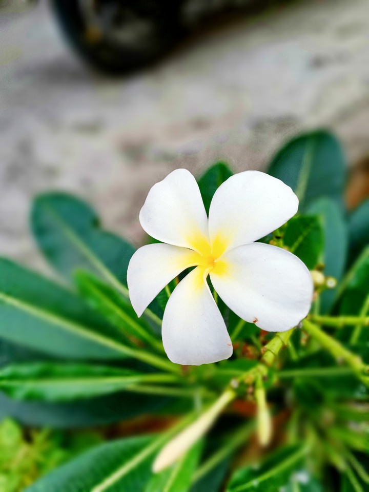 natural beauty