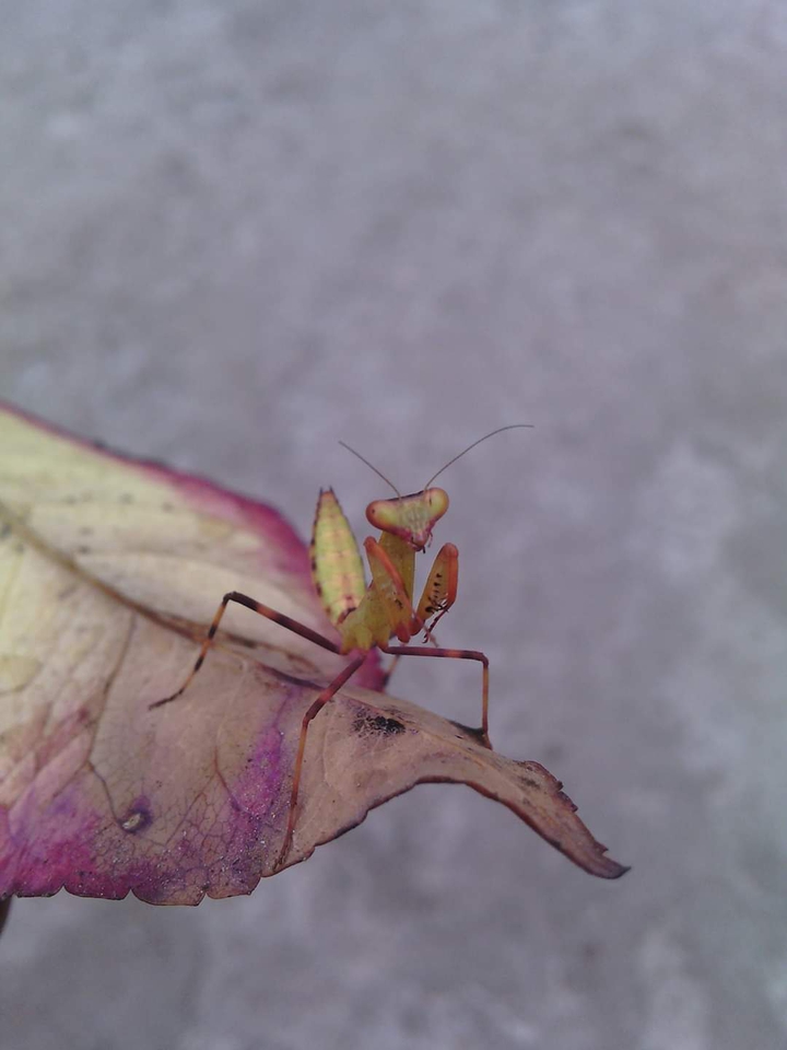 Hai