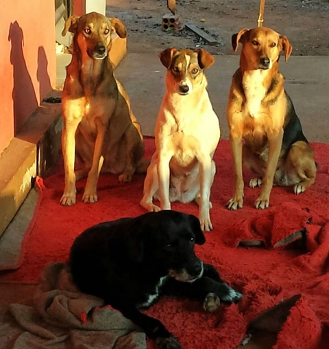My dogs from the past!
