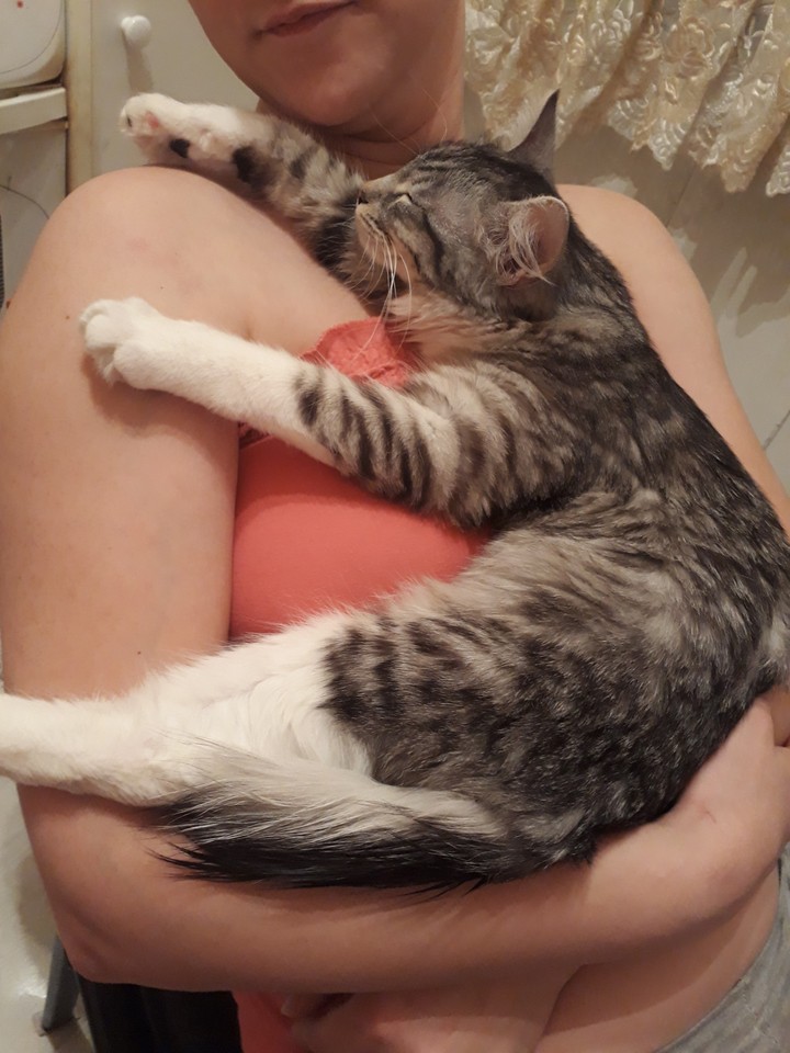 кошка