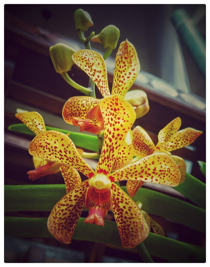 Orchids
