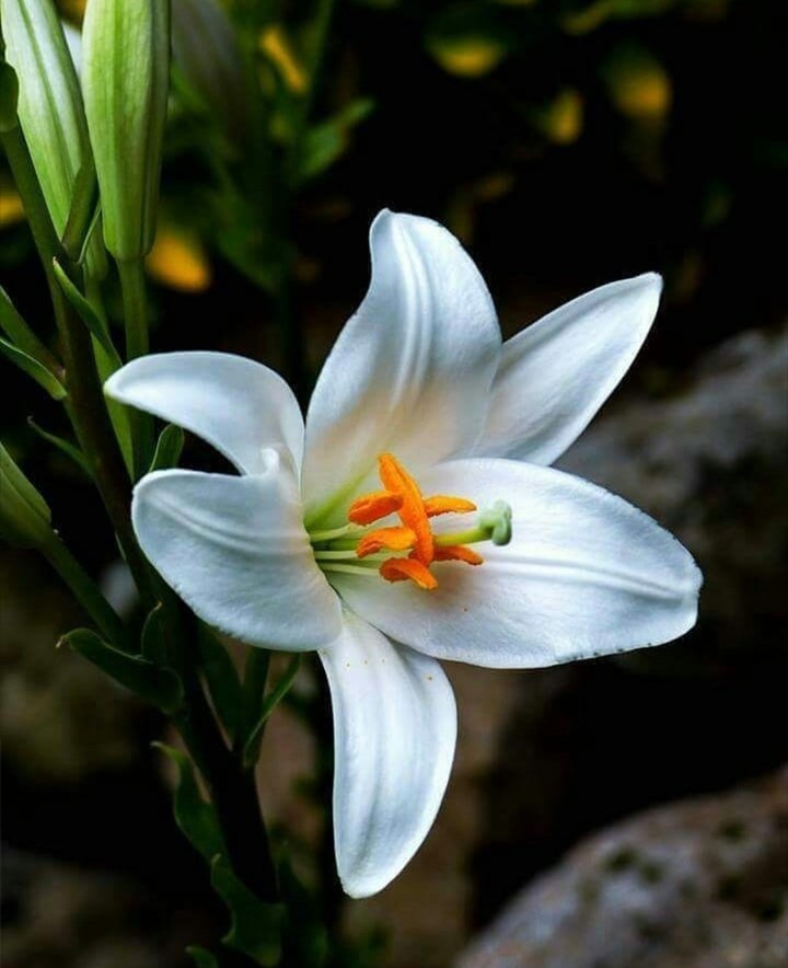 lilium