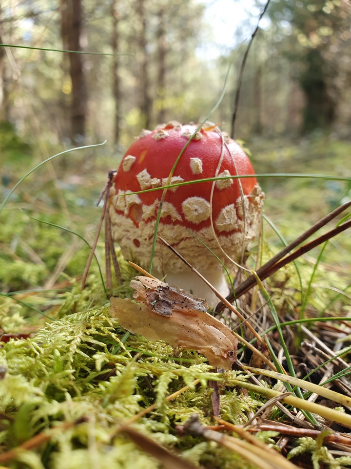 mushroom
