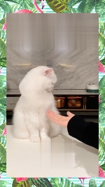 katmuff