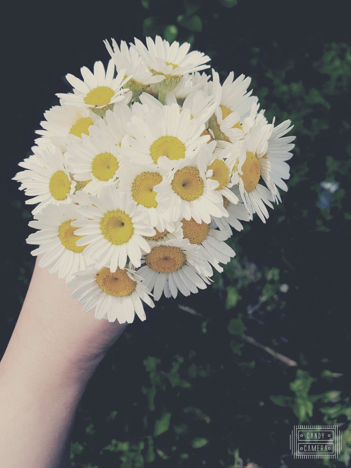 Daisies