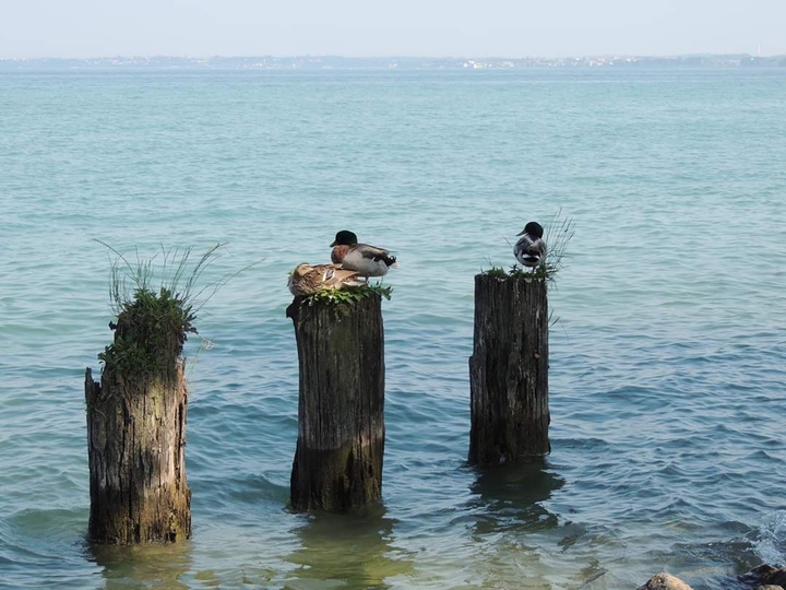 ducks