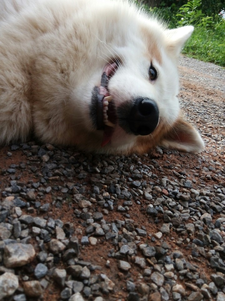 Dog