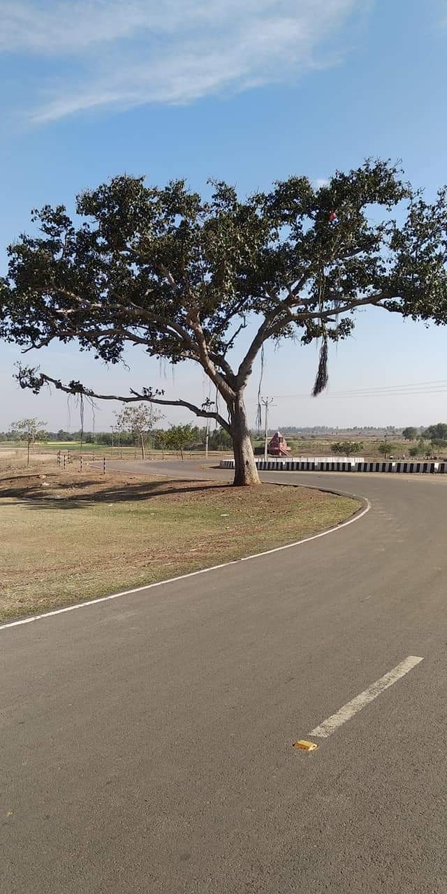 tree