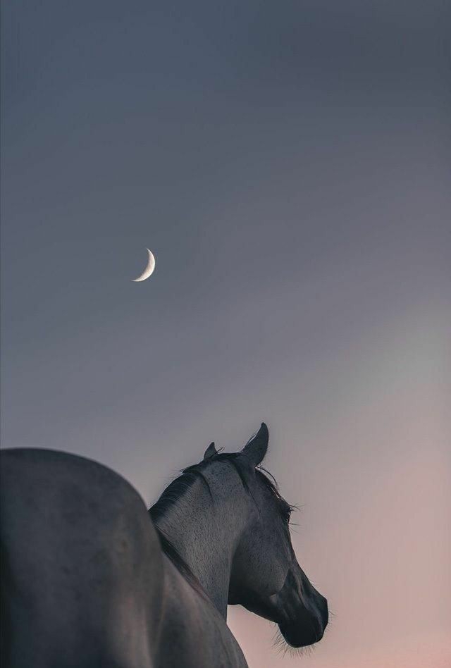 Beautiful horse