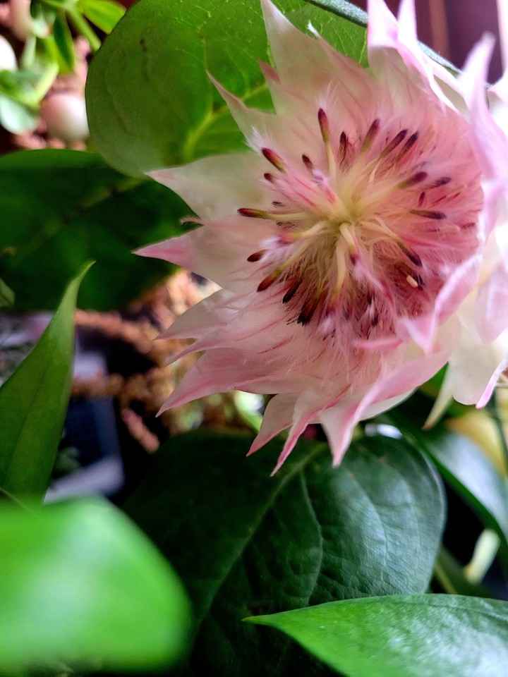 Fleur