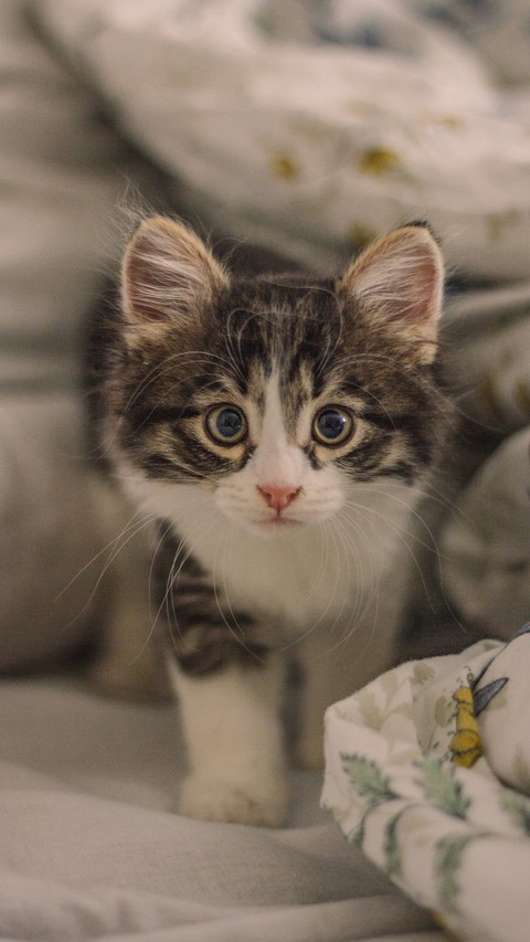 Lovely Kitten
