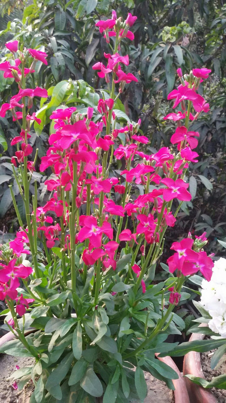 flower