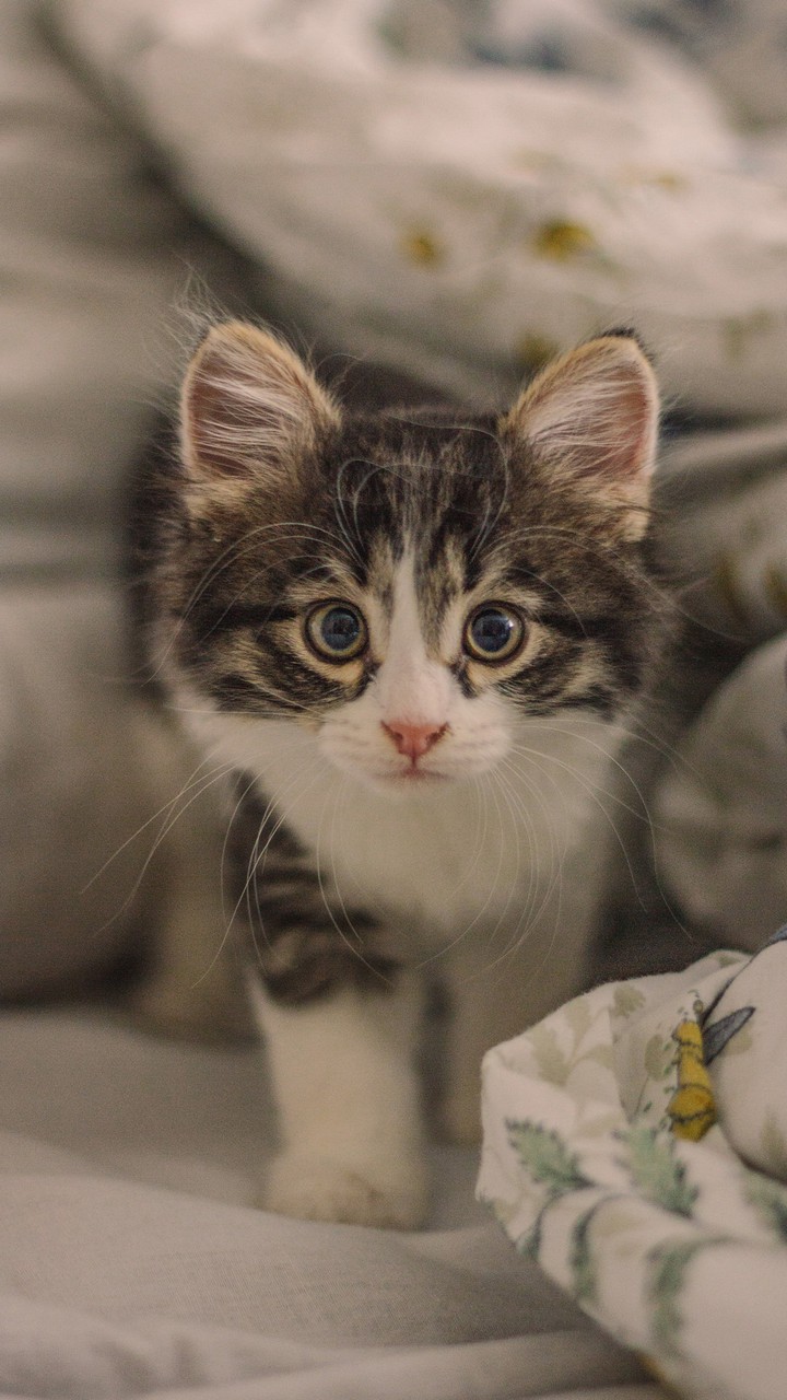 Lovely Kitten