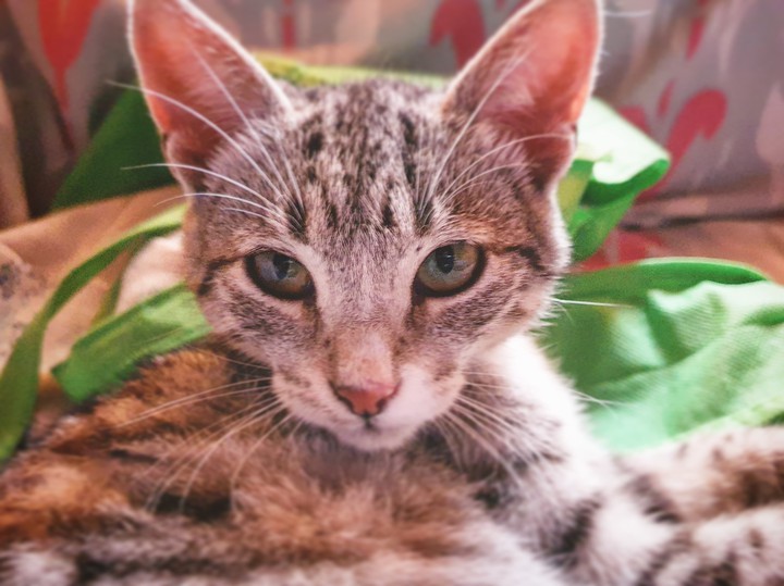 gato