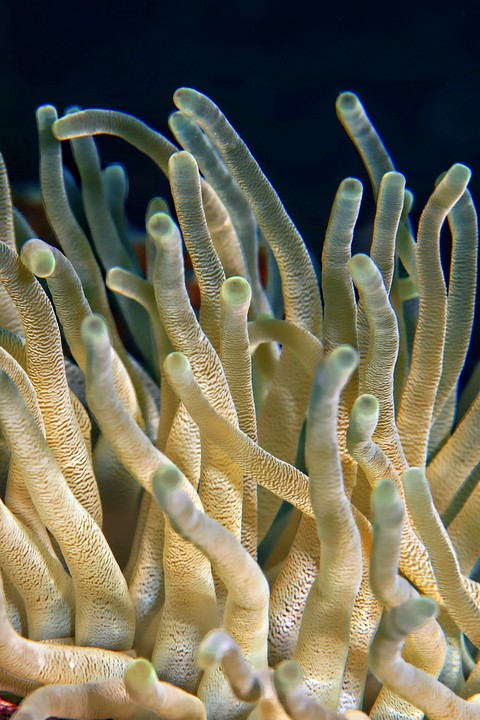 reef, cnidaria duvar kağıtları