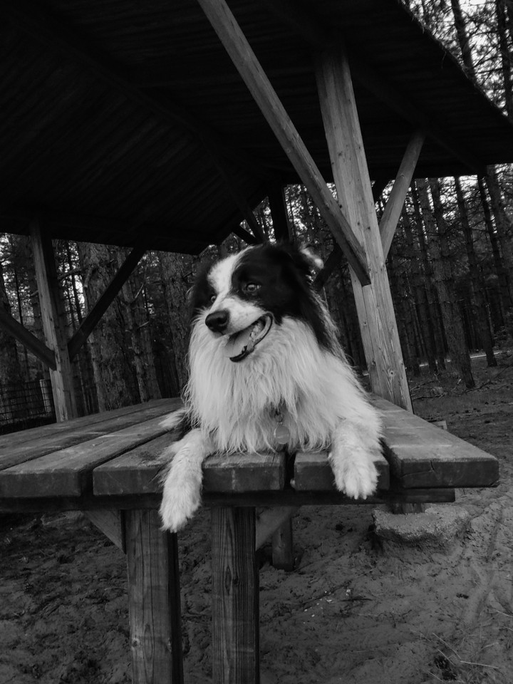doggy
